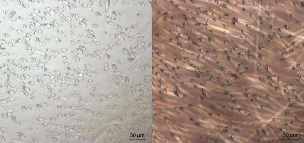 Abb. 1: Acrylat-Komponente eines Einbettmittels. U. a. wird die Endhärte durch die mittlere Molmasse des Polymers beeinflusst.