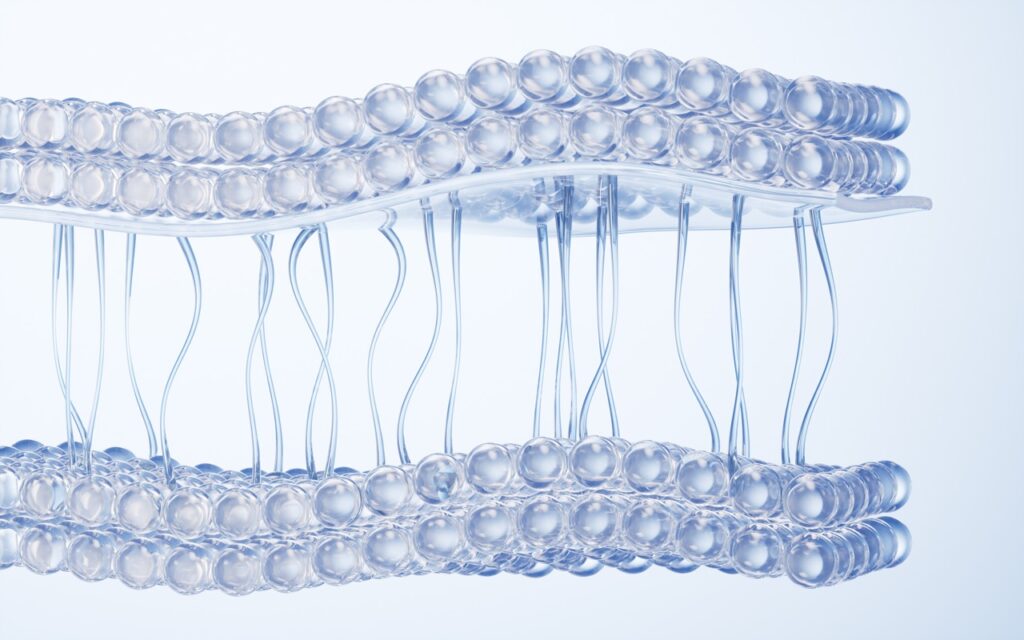 Membranen 1 Membrane
